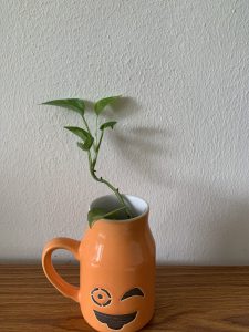  A small money plant with green leaves is growing out of an orange ceramic mug with a winking face design.
