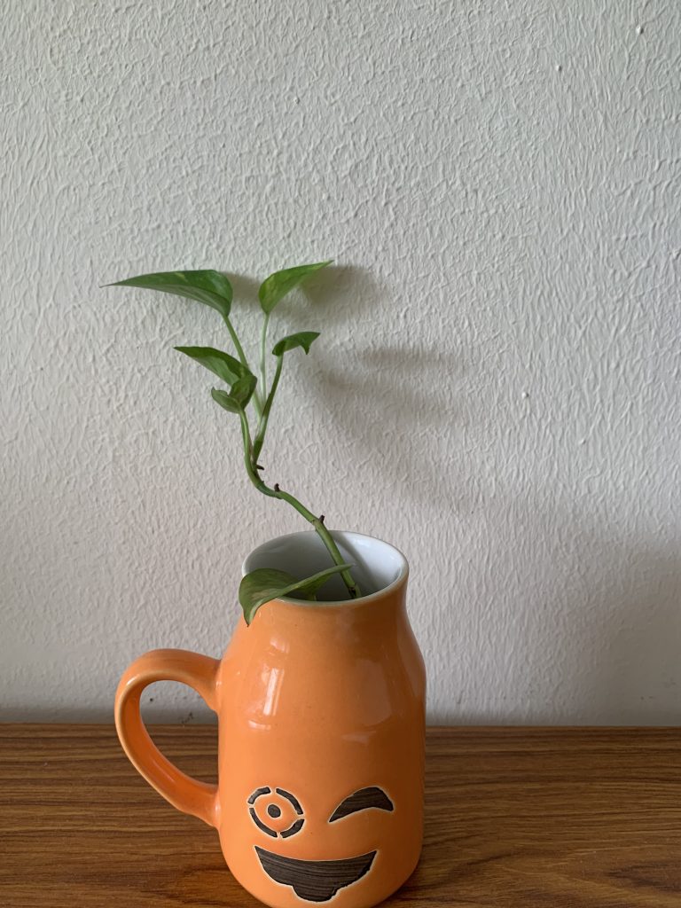 A small money plant with green leaves is growing out of an orange ceramic mug with a winking face design.