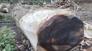 Painted end of a cut tree in a logging area.