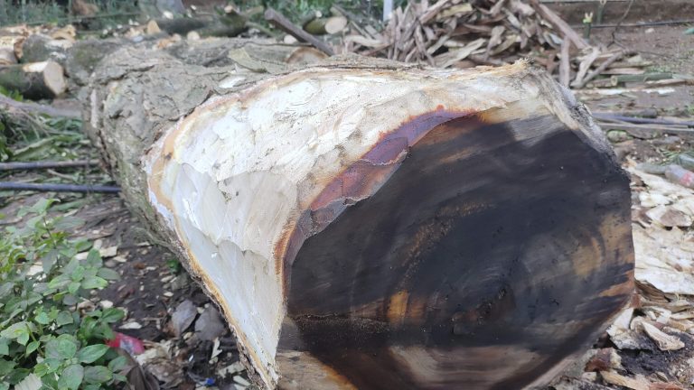 Painted end of a cut tree in a logging area.