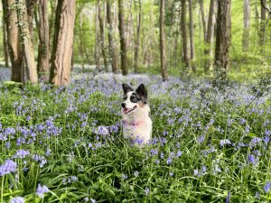 View larger photo: A blue merle Border Collie sits in a field of bluebells. The dog is wearing a pink collar and has a happy expression on its face.