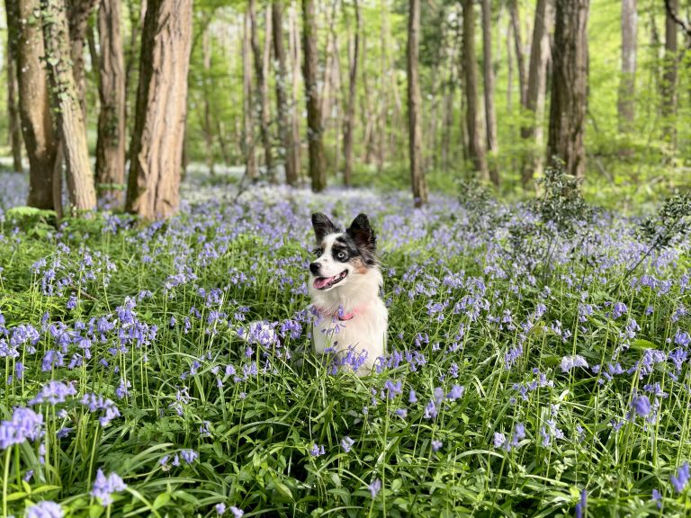 A blue merle Border Collie sits in a field of bluebells. The dog is wearing a pink collar and has a happy expression on its face.