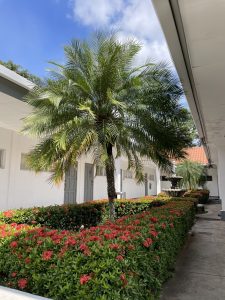 palm tree in garden