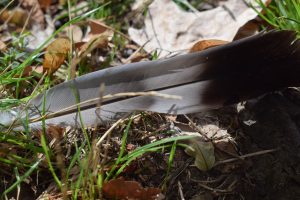 View larger photo: Pigeon feather on green and dry grass.