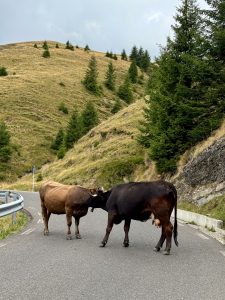 cows on the road in Romania