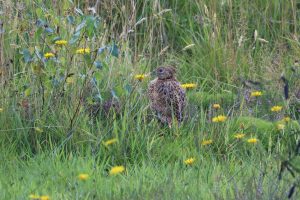 View larger photo: Baby female Pheasant amongst long grass, Dandelions, moss and Silver Birch saplings.