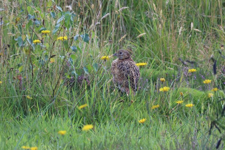 Baby female Pheasant amongst long grass, Dandelions, moss and Silver Birch saplings.