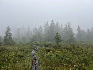 A foggy day hiking around the bogs next to Lonesome Lake in The White Mountains of New Hampshire 