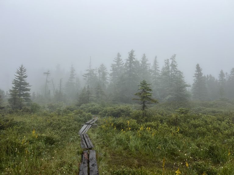 A foggy day hiking around the bogs next to Lonesome Lake in The White Mountains of New Hampshire