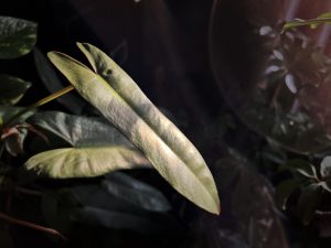 A philodendron atabpoense leaf shines brightly in the morning sun. 