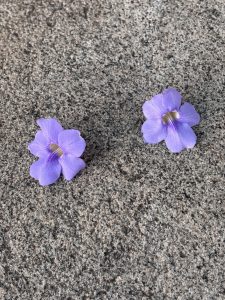 Two purple flowers lying on a rough, textured gray surface.