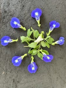 Blue and white Asian pigeonwings flowers and basil leaves arranged as a simple floral carpet design for Onam, the biggest cultural festival of Kerala. From Perumanna, Kozhikode, Kerala.