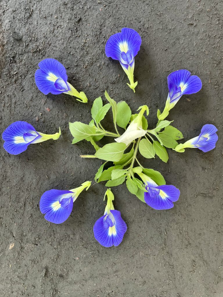 Blue and white Asian pigeonwings flowers and basil leaves arranged as a simple floral carpet design for Onam, the biggest cultural festival of Kerala. From Perumanna, Kozhikode, Kerala.