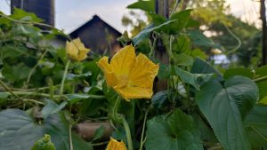  A cheerful yellow flower stands out on a lush green plant in a beautiful garden.
