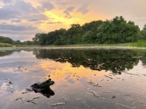 An American Bullfrog sits patiently waiting for insects in a pond, after a summer storm. The sun is setting over trees on the opposite side of the pond.