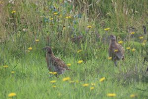 Two baby Pheasants amongst long grass, Dandelions, moss and Silver Birch saplings.