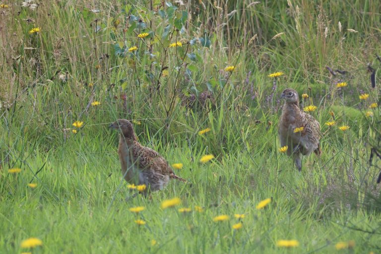 Two baby Pheasants amongst long grass, Dandelions, moss and Silver Birch saplings.