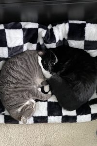 Two cats curled up on a small cat bed