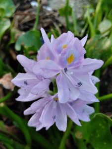 Closeup of purple water hyacinth flowers in bloom.