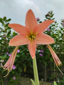 View larger photo: Close-up of a trumpet-shaped orange color Hippeastrum flower, in bloom.
