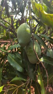 Green mango on tree, captured near Surat, Gujarat 