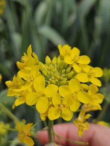 Close-up of a cluster of bright yellow flowers with small petals and green buds in the center, set against a blurred green background.