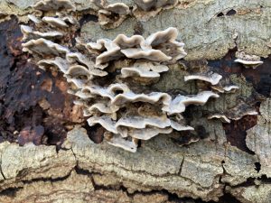 View larger photo: Close-up of some grey and dark brown bark with white fungus or mushroom banks growing against it