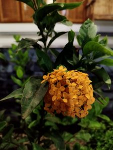 Radiating joy with the vibrant Ixora Rangan yellow flower! 