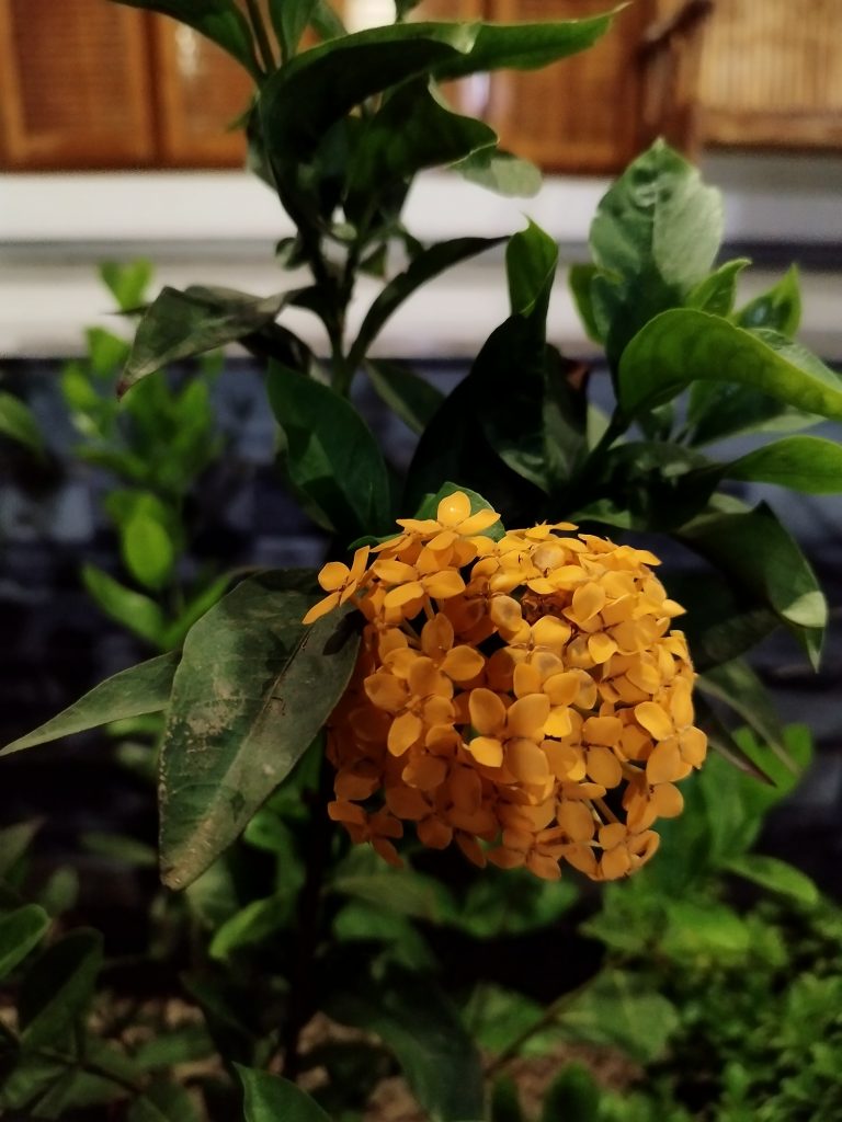 Radiating joy with the vibrant Ixora Rangan yellow flower!