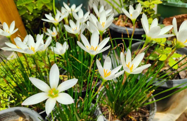 Bunch of white rain lily