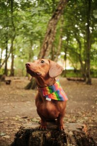 View larger photo: A brown dachshund wearing a rainbow-striped bandana sits on a tree stump in a wooded area. The dog looks attentively to the side, with tall trees and a soft, natural light filtering through the leaves in the background.