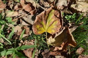 A close-up view of fallen leaves on the ground, featuring a prominent leaf where the center is bright yellow and the edges are curled and brown, surrounded by green grass and other dry leaves.