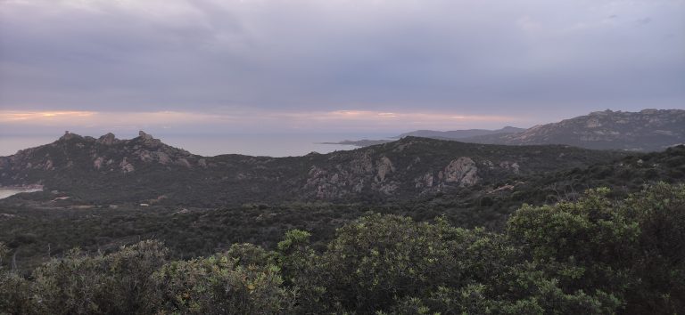 Rocapina corsica