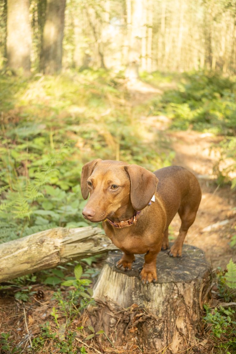 A brown dachshund stands on a tree stump in a sunlit forest clearing. The surrounding ferns and tall trees create a peaceful, natural setting as the dog looks off into the distance.