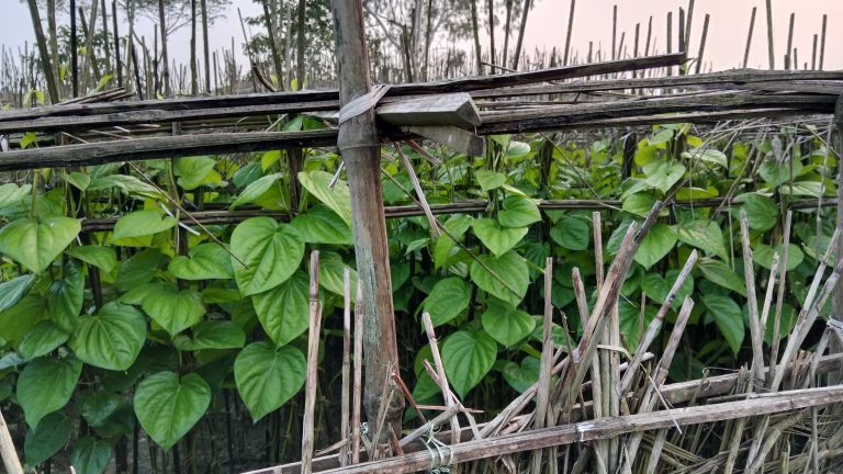 A dense patch of green betel leaves supported by a framework of wooden sticks and bamboo poles, with a backdrop of similar vegetation and overcast sky.