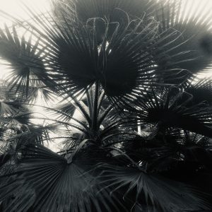 View larger photo: A black and white photo of some dark fan palm leaves against a bright sky