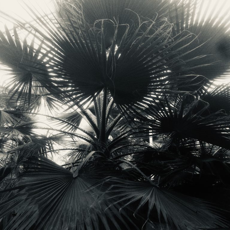 A black and white photo of some dark fan palm leaves against a bright sky