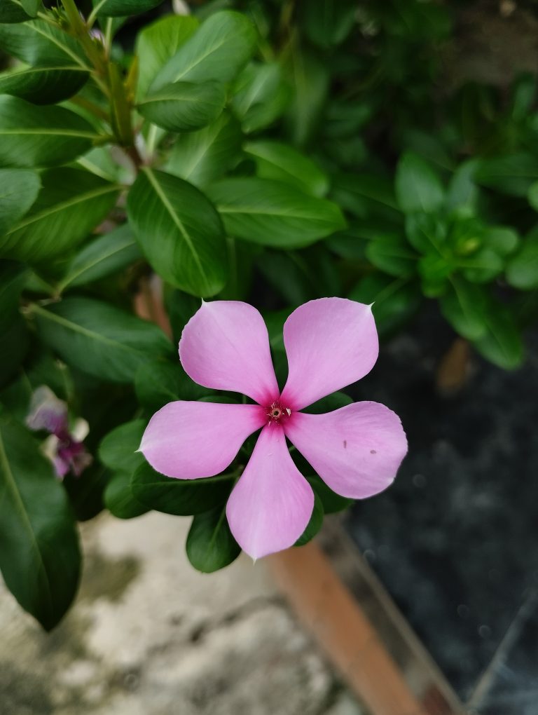 Catharanthus roseus – also known as Barmashi, featuring stunning pink blooms.