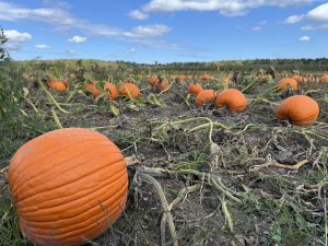 A ground level view of a pumpkin patch with a blue sky and scattered clouds above.
