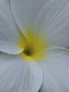 View larger photo: Close-up of a white flower with five petals, displaying a subtle yellow gradient near the center, capturing delicate textures and fine details.