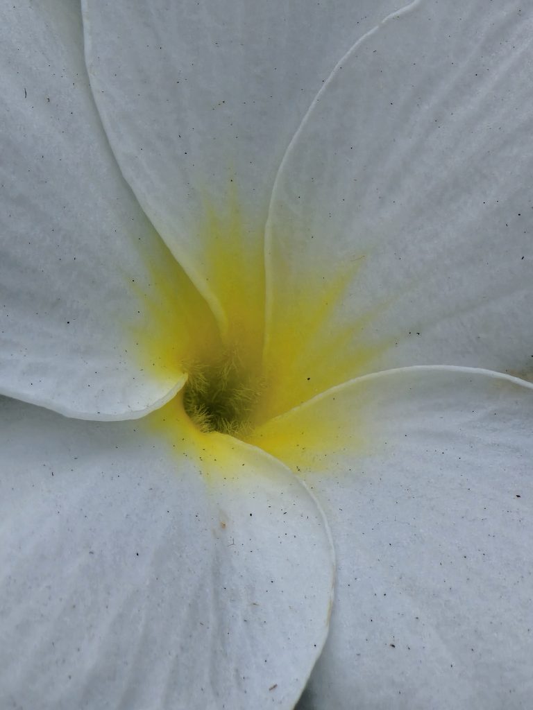 Close-up of a white flower with five petals, displaying a subtle yellow gradient near the center, capturing delicate textures and fine details.