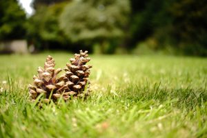 Two pinecones sit close together on a grassy field, with blurred trees in the background. The low angle of the shot highlights the texture of the pinecones and the vibrant green grass, creating a peaceful outdoor scene.