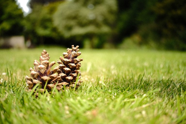 Two pinecones sit close together on a grassy field, with blurred trees in the background. The low angle of the shot highlights the texture of the pinecones and the vibrant green grass, creating a peaceful outdoor scene.