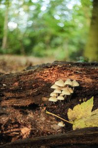 View larger photo: A cluster of small mushrooms grows on a fallen log in the forest, surrounded by soft, natural light. A yellow autumn leaf rests nearby, while the background blurs into a lush green, highlighting the calm and quiet woodland environment.