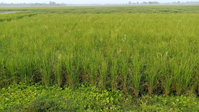 A lush green rice field with dense grass-like plants, surrounded by patches of aquatic plants and distant trees visible on the horizon.