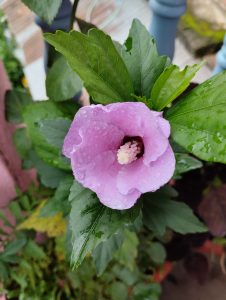 A growing beautiful pink hibiscus syriacus flower.