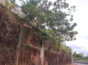 View larger photo: Slanting tree with exposed roots, showcasing the strength and resilience of nature.