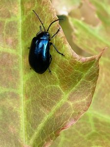 View larger photo: Close up of a black beetle with blue shining back sitting on the edge of a green leaf with reddish accents