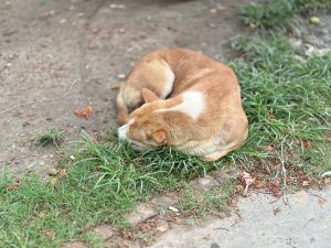 View larger photo: A brown and white dog is curled up and resting on the grass next to a dirt path.