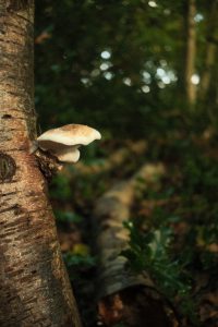 View larger photo: A small mushroom grows out of the side of a tree, illuminated by soft light against the dark, blurred forest background. The earthy tones of the bark and fallen leaves add to the tranquil woodland atmosphere.